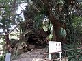 生樹の御門の幹部分