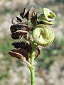 Baccelli avvolti a spirale dell'erba medica (Medicago sativa)