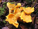 Nấm mồng gà (Cantharellus) thuộc Basidiomycota