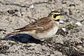 Havasi fülespacsirta (Eremophila alpestris)