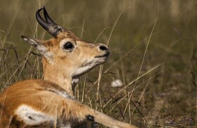 Gazela-de-przewalski