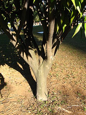 Andiroba no Parque An�lia Franco, em S�o Paulo, no Brasil