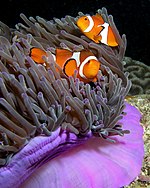 Poisson clown à trois bandes (Amphiprion ocellaris) et l'anémone Heteractis magnifica.