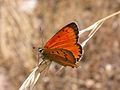 Lycaena virgaureae (España)