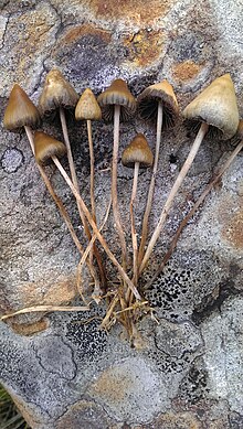 Plusieurs champignons posés sur une pierre. Les chapeaux des champignons sont petits, coniques etplus ou moins arrondis. Les stipes sont longs et fins.