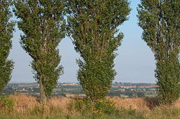 Ærø-poppel.