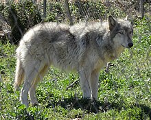 hibrido de cachorro com lobo