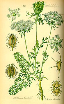 Illustration Daucus carota0.jpg