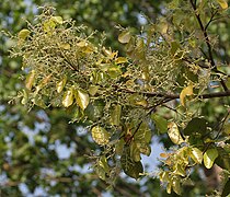 Jeunes feuilles et inflorescence en boutons, dans l'État du Bengale-Occidental, en Inde.