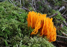 Calocera viscosa, um Dacrymycetes