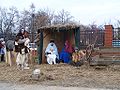 Levende kerststal in Polen