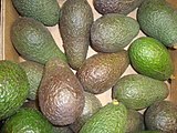 Aguacates o paltas, uno de los cultivos caracter�sticos de Am�rica Latina, y tradicional en M�xico y Centroam�rica.