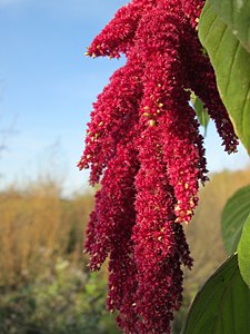 Floare de amarant