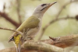 Grijskopspecht (Picus canus) ♀