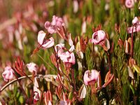 Fleurs de canneberge (Vaccinium oxycoccos)