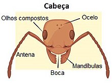 Ilustração da cabeça de uma formiga indicando suas principais partes