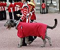 Un lévrier irlandais, mascotte des Irish Guards.