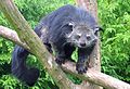 Arctictis binturong