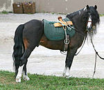 L'étalon Kerry bog Badger, âgé de 17 ans et importé aux États-Unis, présenté au Rare Breed Show du Kentucky Horse park.