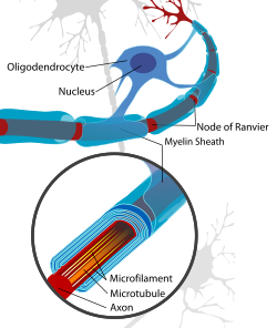 At the top, an irregular roundish blue object is labeled "Oligodendrocyte", with a darker blue center labeled "Nucleus". Below it is a long red tubular object terminating at the right in a group of branches. From the oligodendrocyte extend a series of blue wrappings around the red tube; these wrappings are labeled "Myelin Sheath" while the red spaces between each of them are labeled "Node of Ranvier". At the bottom, an insert shows one myelin sheath enlarged and partly cut open to show how the blue sheath consists of concentric layers. In the insert, the red tubular object is labeled "Axon", with thin yellow stripes running lengthwise inside the axon labeled "Microfilament" and a slightly thicker orange stripe labeled "Microtubule".