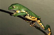 Grenouille verte en train de grimper à la tige d'une plante, de la gauche vers la droite, vue de profil