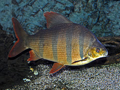 Distichodus sexfasciatus (Distichodontidae)