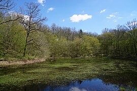 Étang recouvert de végétation en son centre.