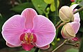 19 d�cembre 2014 Jolies orchid�es... mais m�fiez-vous des imitations.