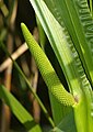 Acorus calamus