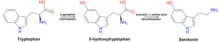 Metabolismo da Triptofano a Serotonina