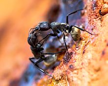 Duas formigas da esp�cie Camponotus sericeus se comunicando pelas antenas, as duas est�o com as pernas traseiras no ch�o e as partes de cima do corpo apoiadas na outra formiga.