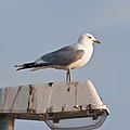 Viharsirály (Larus canus)