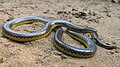 Amblyodipsas type species; eastern purple-glossed snake (A. microphthalma)