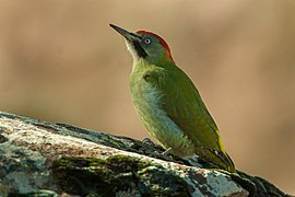 Levaillants specht (Picus vaillantii) ♀