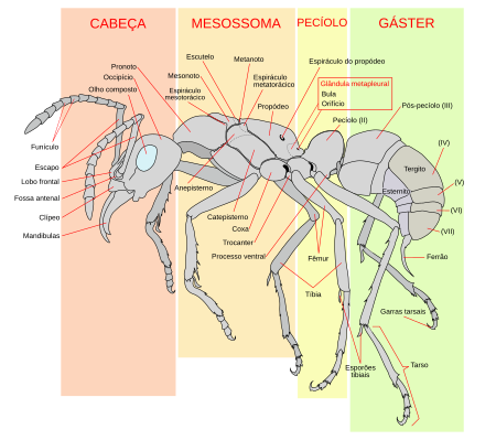 Ilustra��o de uma formiga com textos dizendo cada parte de seu corpo.