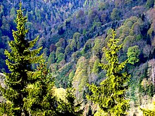 conifer trees covering a mountainside