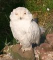 Snowy owl