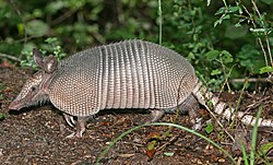 Armadilo mishipi-tisa (Dasypus novemcinctus)