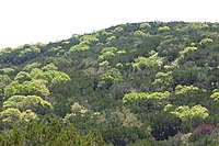 Vista de las copas de los �rboles con un ligero crecimiento de primavera dispersos en medio de �rboles de hoja perenne m�s oscuros