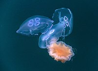 Drie oorkwallen (Aurelia aurita), gevangen door een gele haarkwal (Cyanea capillata)