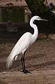 Nagy k�csag (Egretta alba)