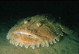 Lophius budegassa