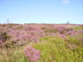 Fioritura di brughi nello Yorkshire