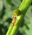 Nylanderia flavipes in visita ai nettari extraflorali di un esemplare di Senna