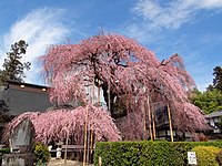 シダレザクラ（甲州市の慈雲寺）