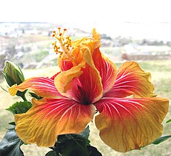 Una flor d'hibiscus ibridat.