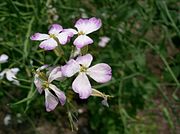 ハツカダイコンの花