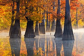 Taxodium distichum