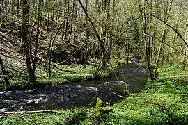 Cours d'eau en forêt.