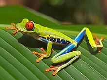 Red-eyed tree frog